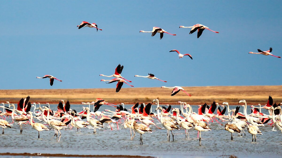 Фламинго в казахстане фото