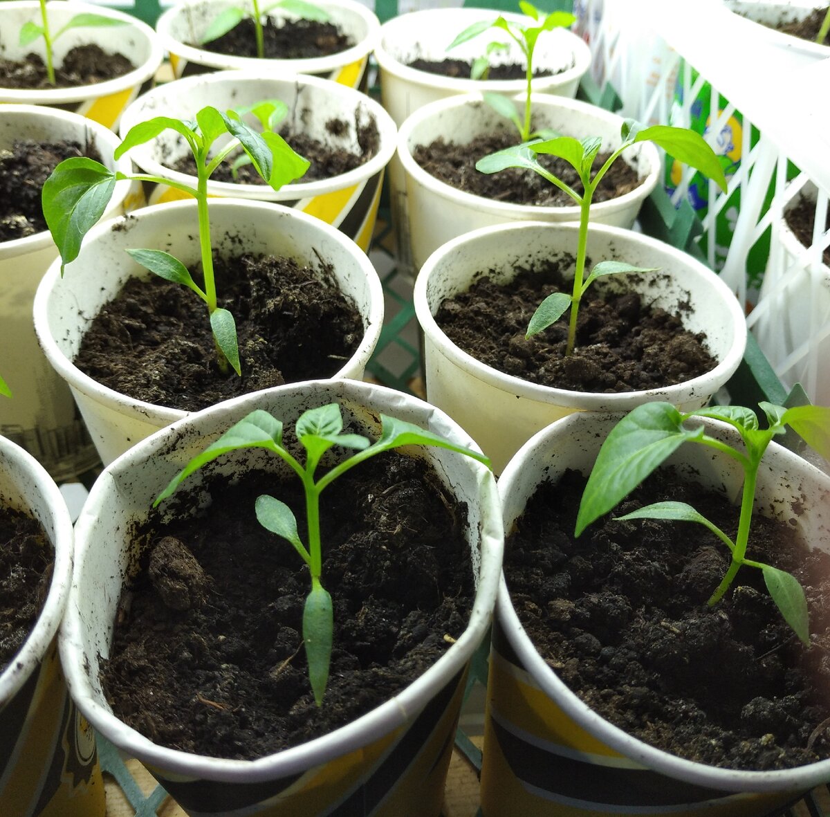 Перцы "Изюминка"