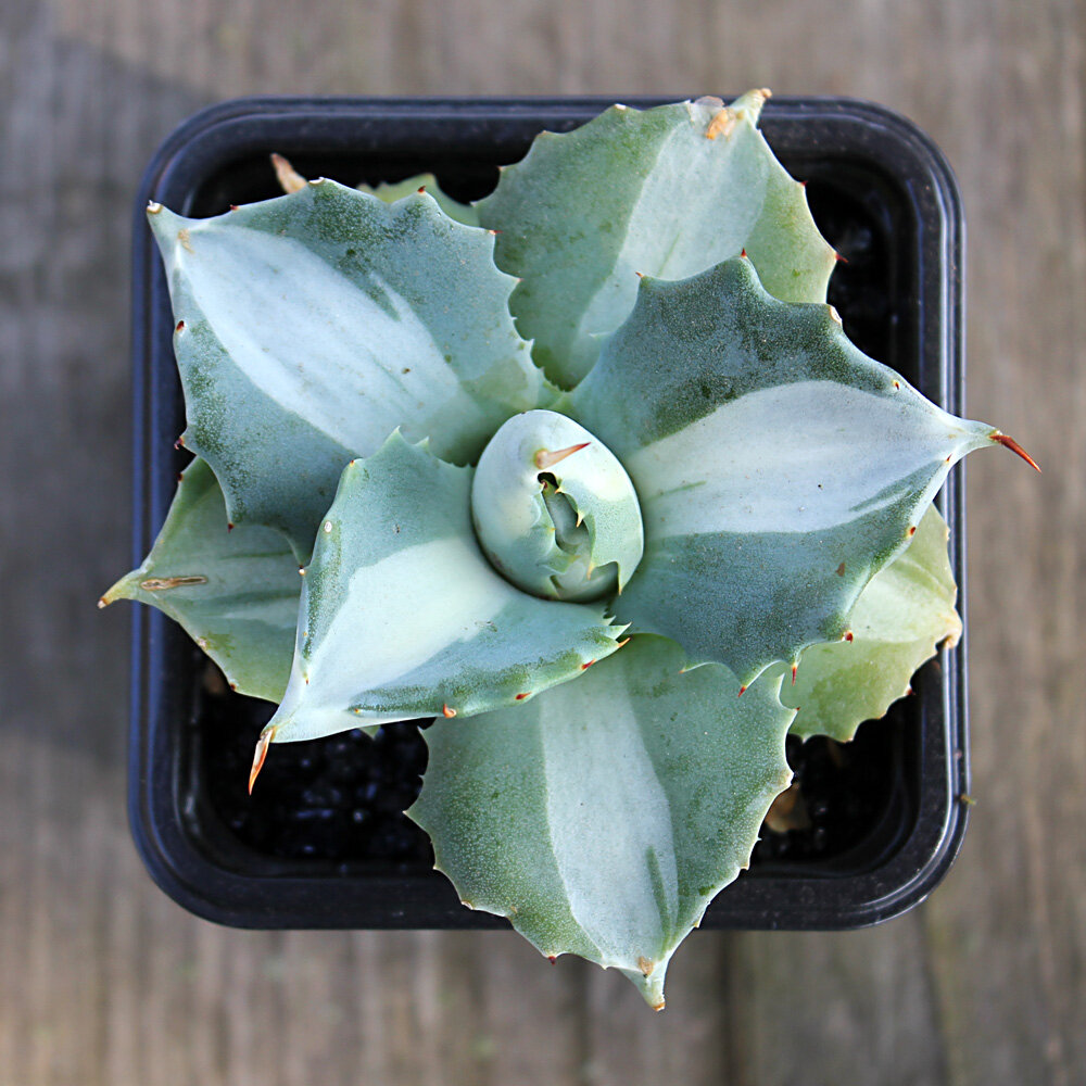 Agave 'Ohi Raijin' 