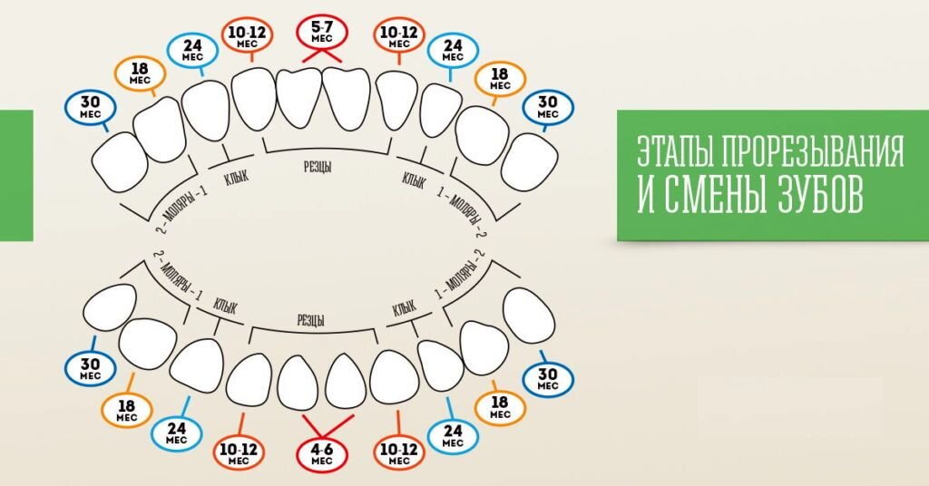 Как прорезаются зубы у детей схема