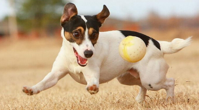 Игра является одним из важных аспектов жизни вашей собаки