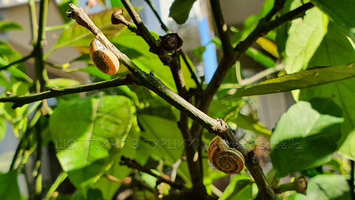 Во-первых, привет вам от улиточек. Это малыши, но есть и большие до 4 см в диаметре.