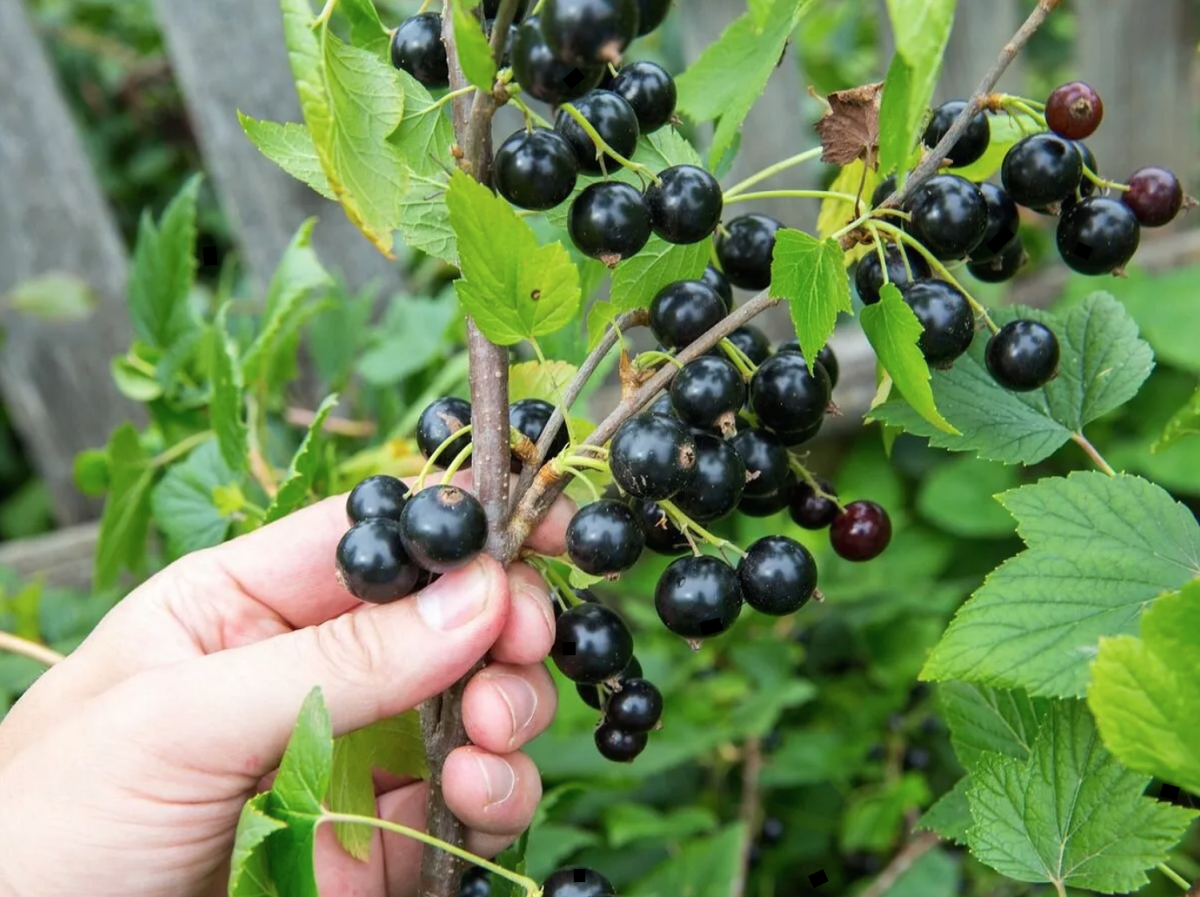 Лучшие сорта смородины для средней полосы. Смородина черная (ribes nigrum). Смородина черная Орловская Серенада. Смородина черная - ribes nigrum l.. Сорт черной смородины Орловская Серенада.