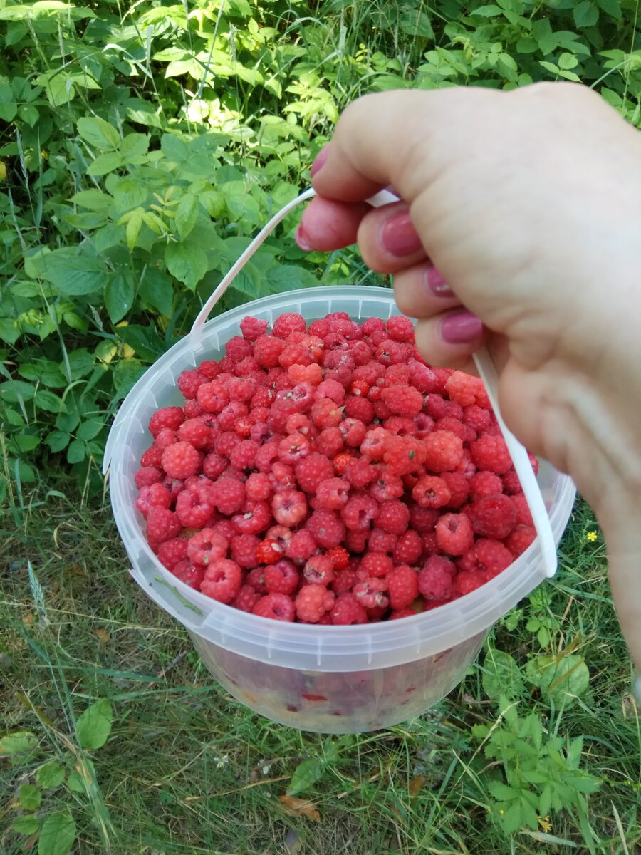 Малиновый запах леса
