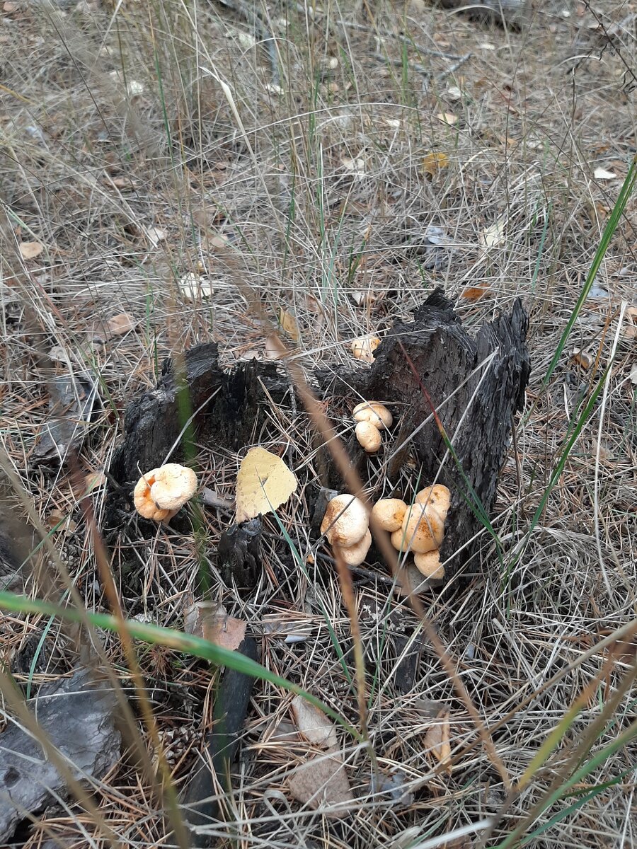 Живое в неживом 