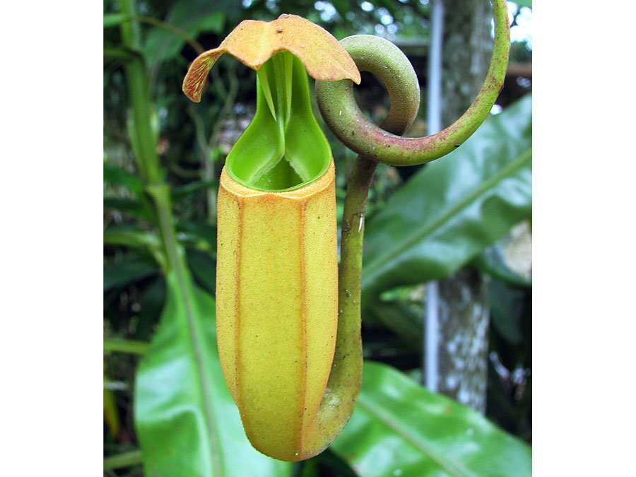 Кувшинник тропический 