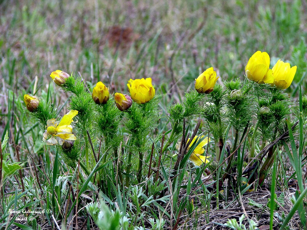 Адонис весенний. Фото: KAIART