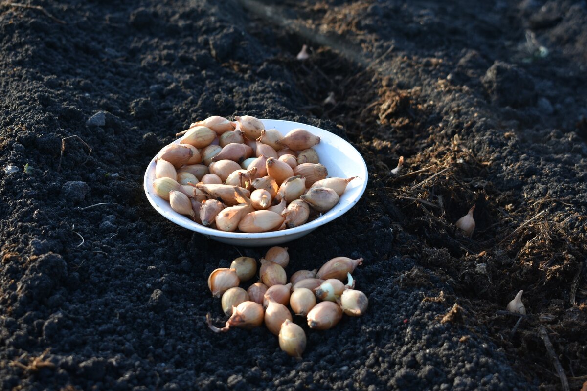 Стурон! Фото автора