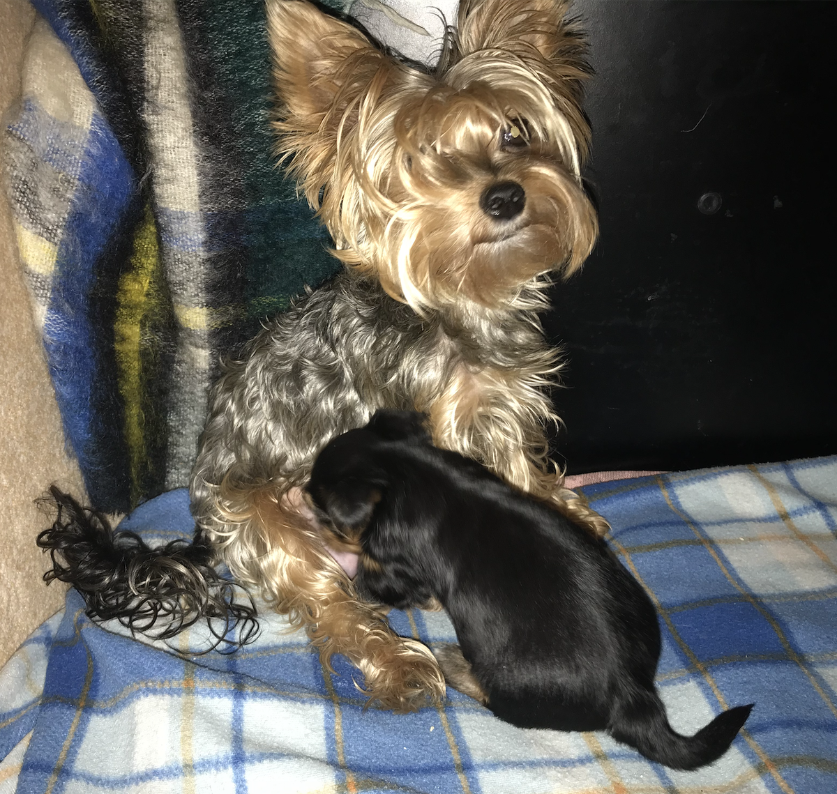 Милашка с Бубой, она кормила щенков до 3,5 месяцев