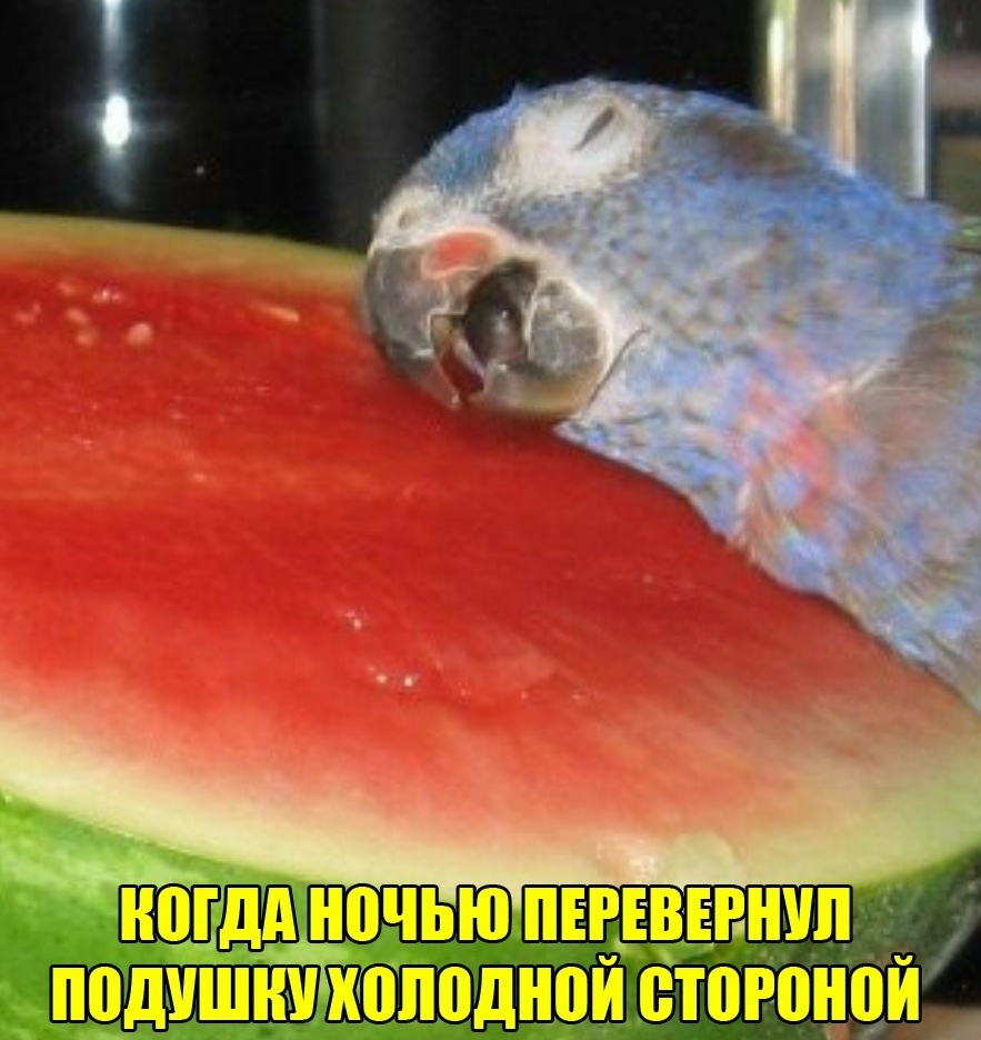 Фото взято из коллекции автора