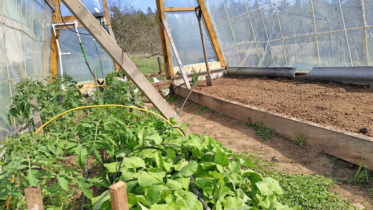 Грядка зеленеет. Посадила 4 апреля.