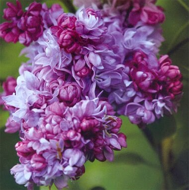 Тамара Коханская