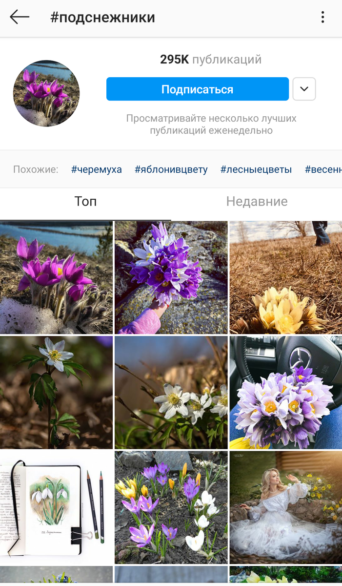 Лента по хэштегу "подснежники"