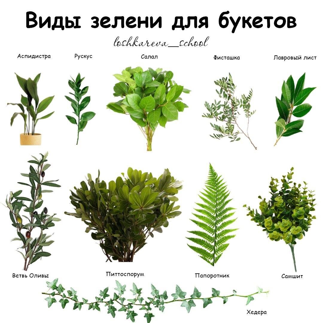 Зелень разновидности и названия с фото