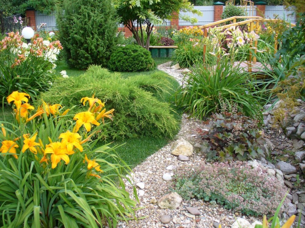 когда садить лилейник Daylilies, Day lilies, Organic gardening