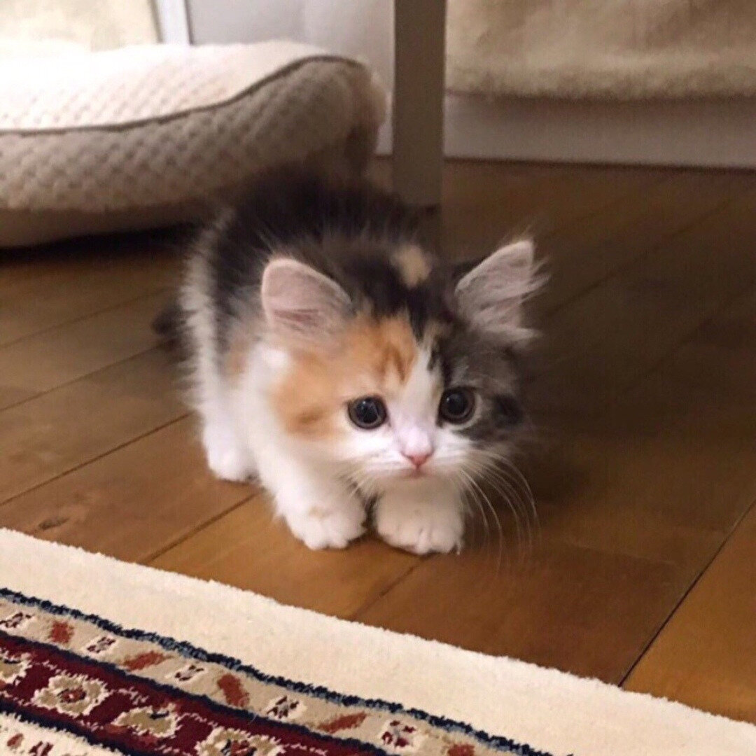 Первая охота котеньки :з