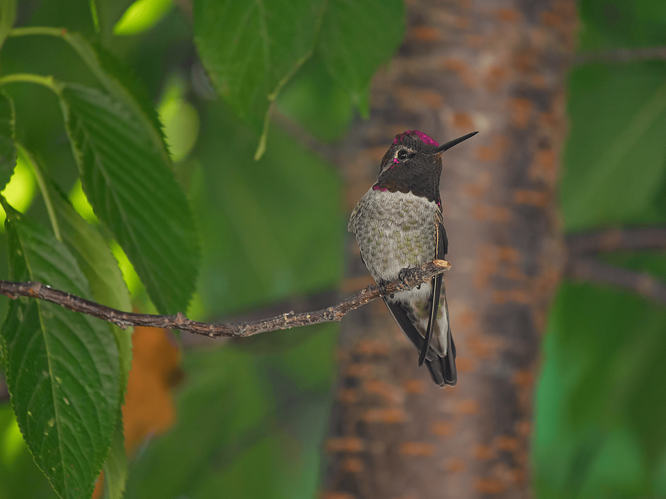 https://pixabay.com/photos/nature-animal-bird-hummingbird-731368/