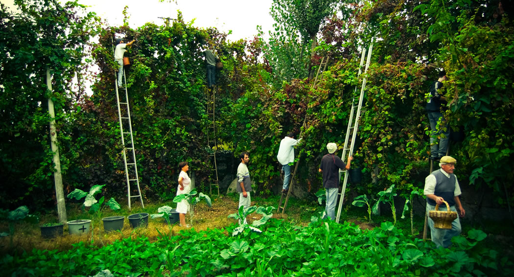 Сбор винограда для Винью Верде. На севере Португалии традиционно лозу формируют  очень высокой.