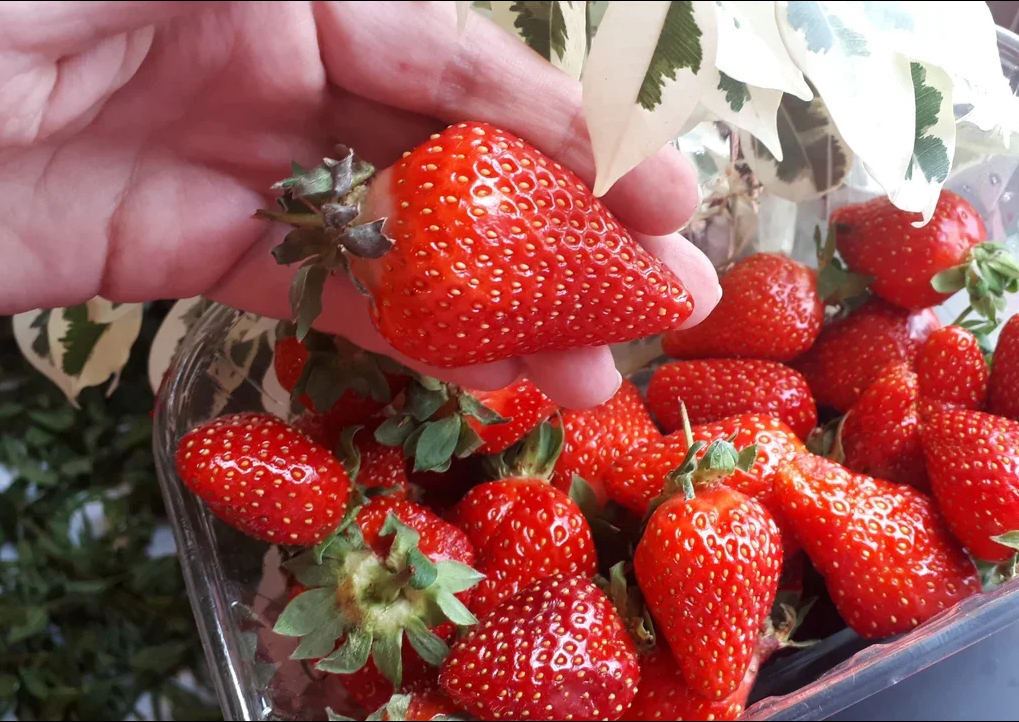 клубничка за 200 р/кг