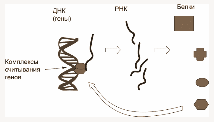 Гены активируются разными ДНК-связывающими белками