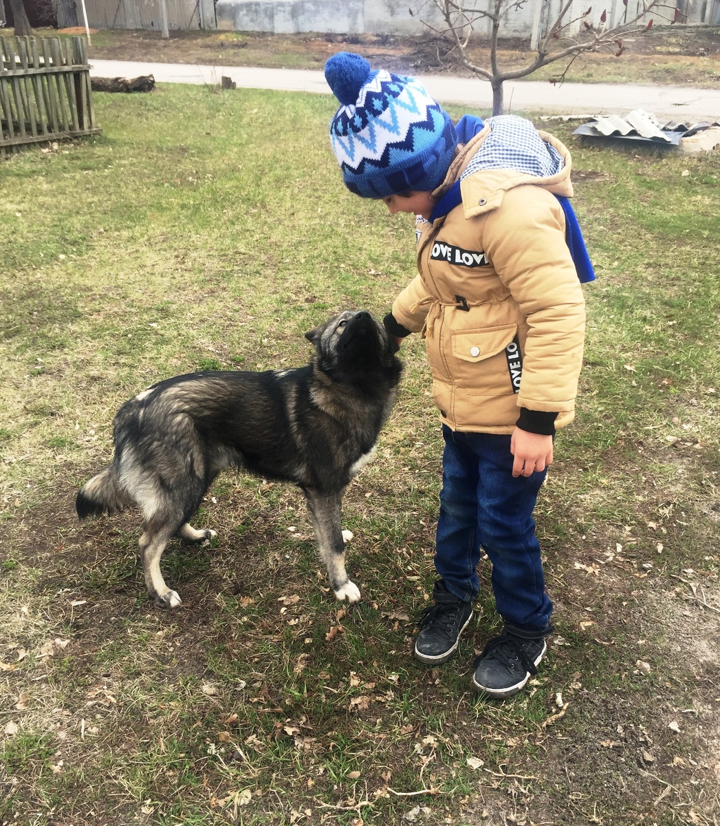 На фото: ребёнок гладит собаку