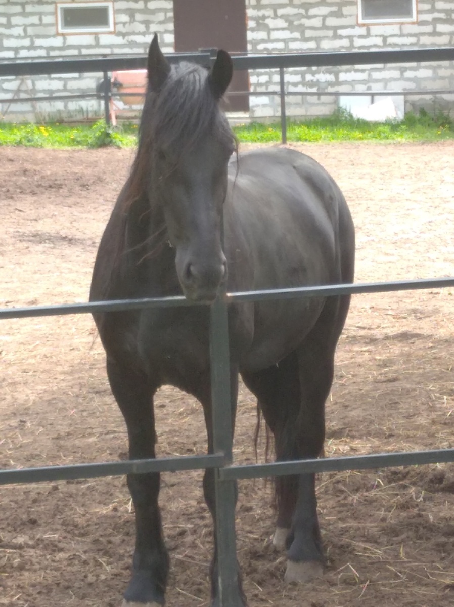 Лошадка на прогулке.