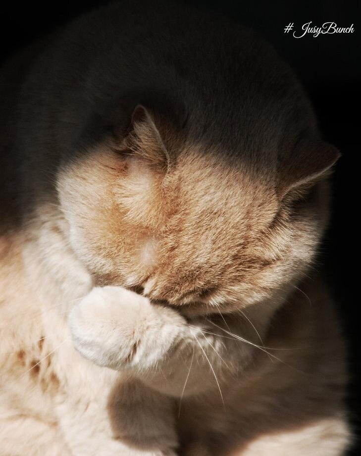 Фото из откр.источника интернет