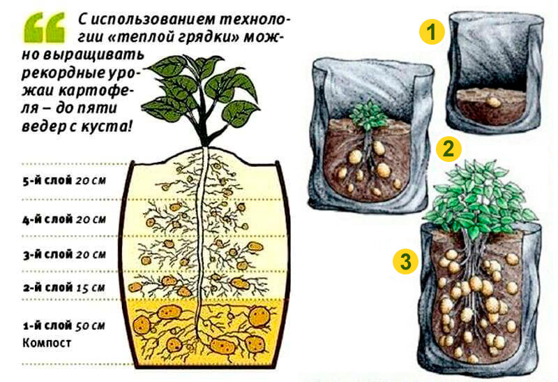 Как растет картофель схема