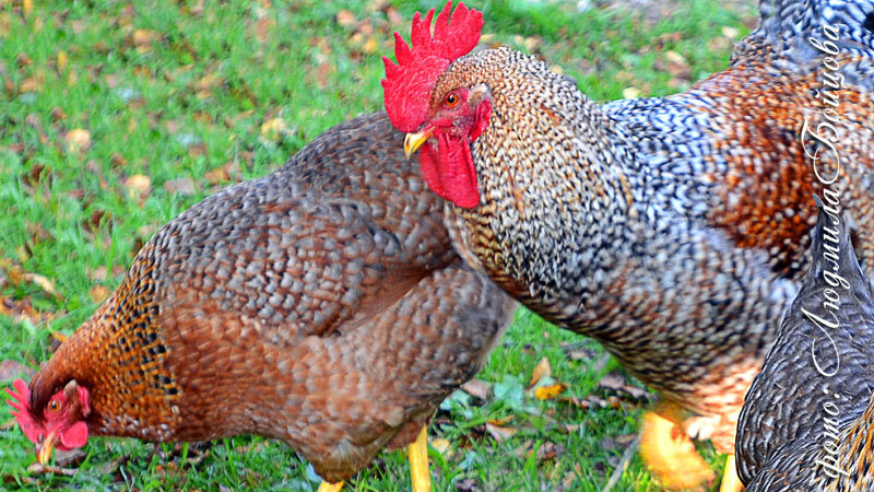 Куры Билефельдер на моей даче