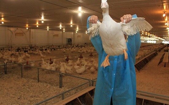 Фото: utolina.ru