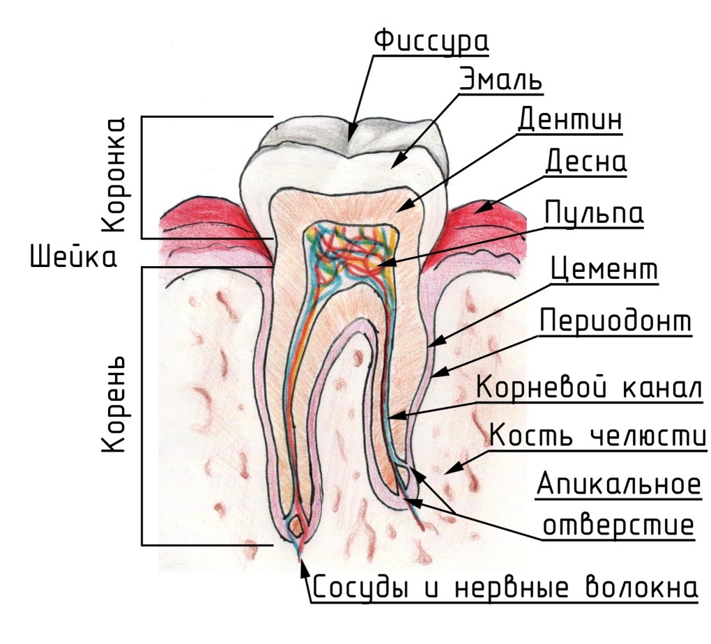 Строение зуба