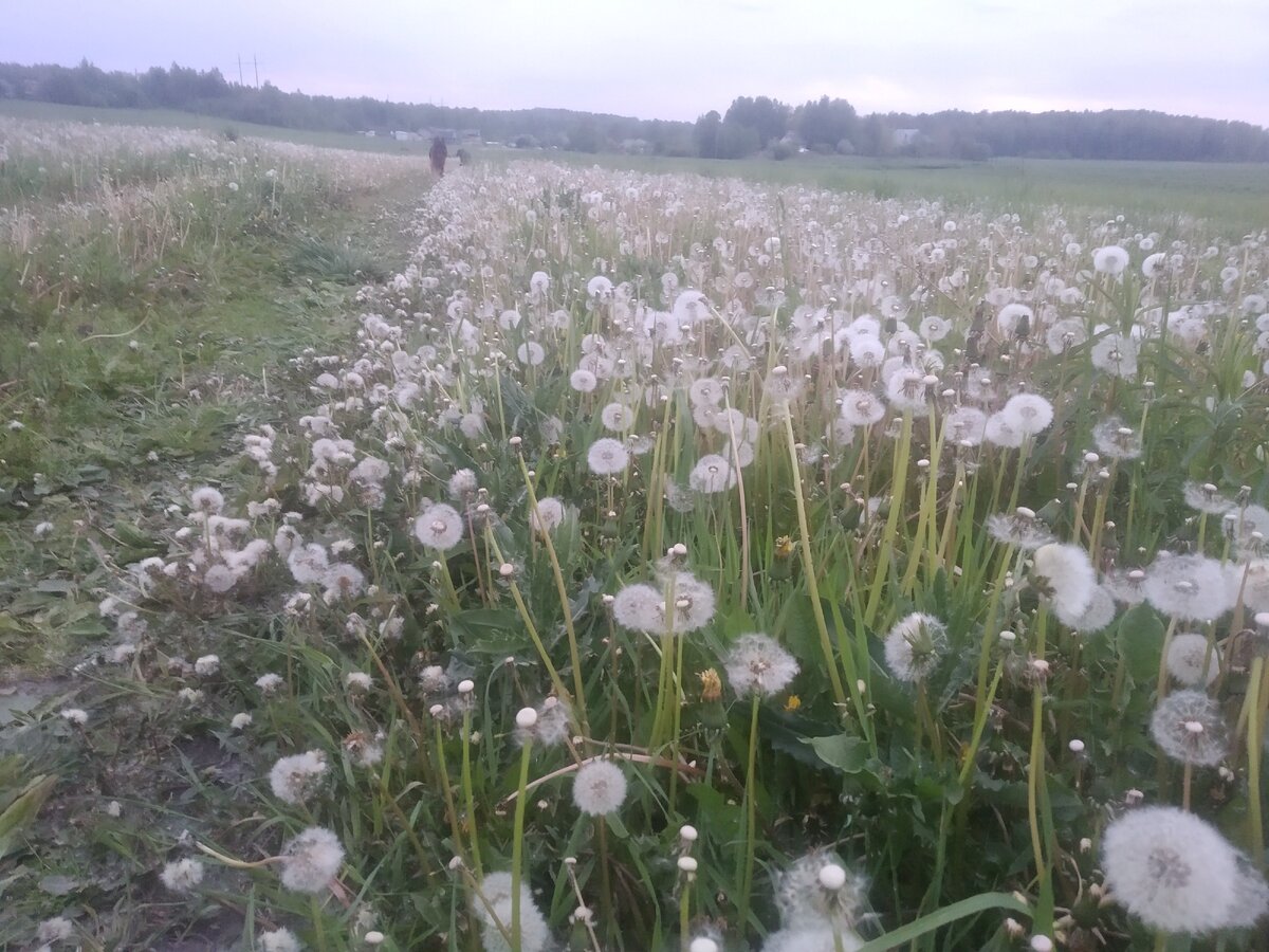 Поле на границе с моим участком