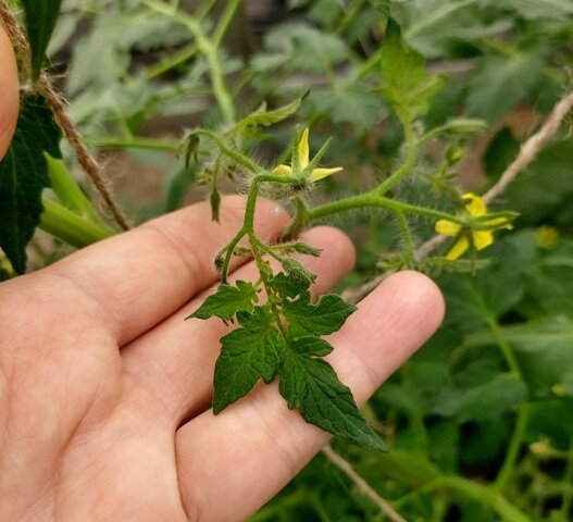 Израстание цветочной кисти томата - как выглядит, что делать?