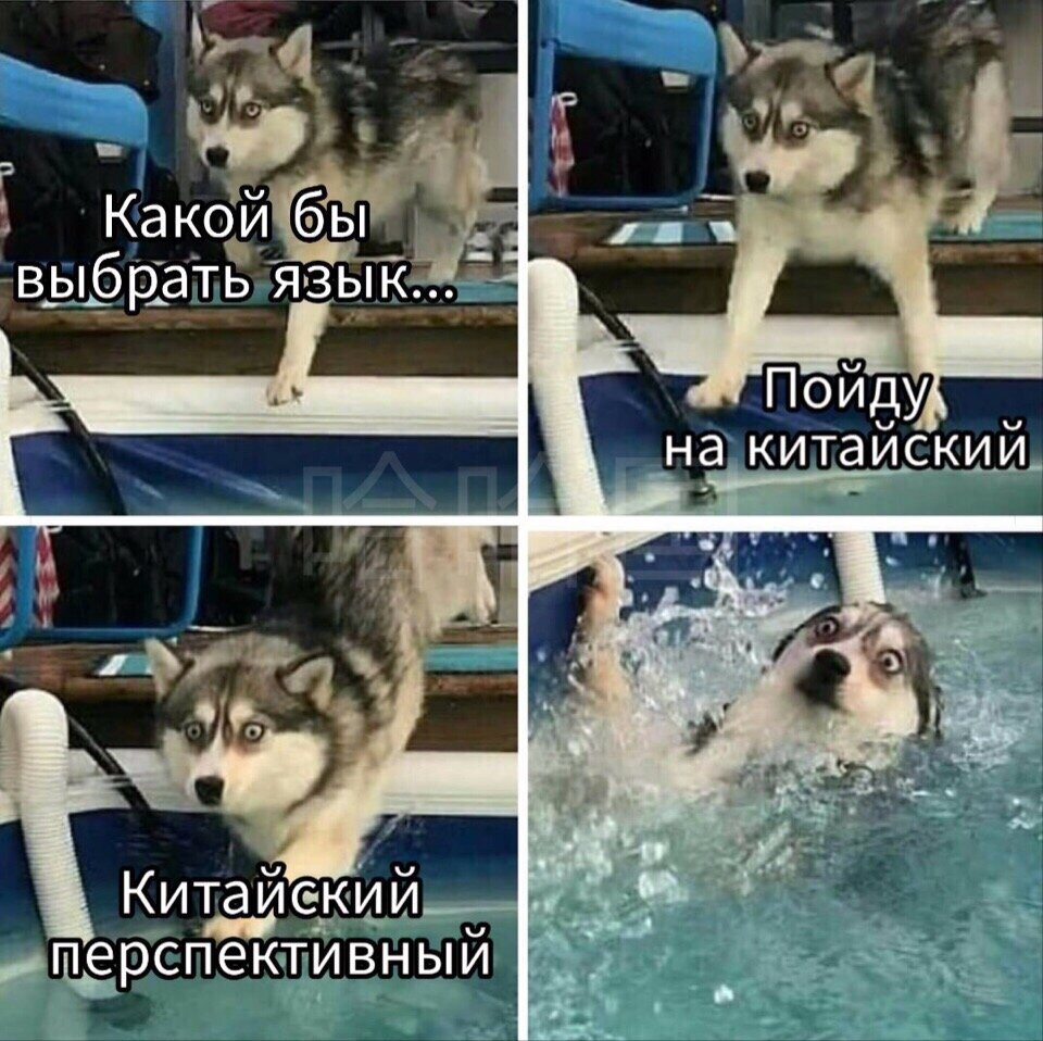 Как я делал выбор, какой язык изучать 🤣