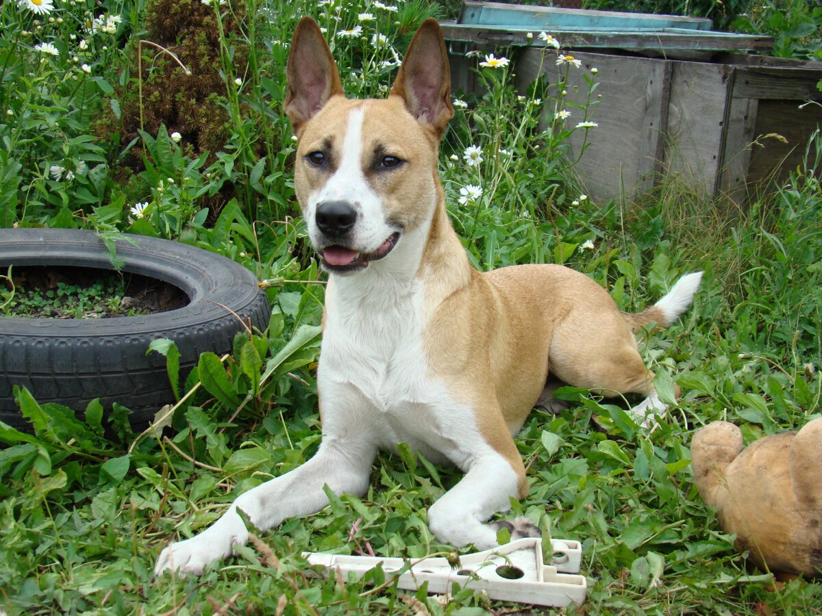 Вот этому приблудному холёному и дрессированному пёселю новые хозяева нашлись в течении недели, а старые так и не откликнулись...