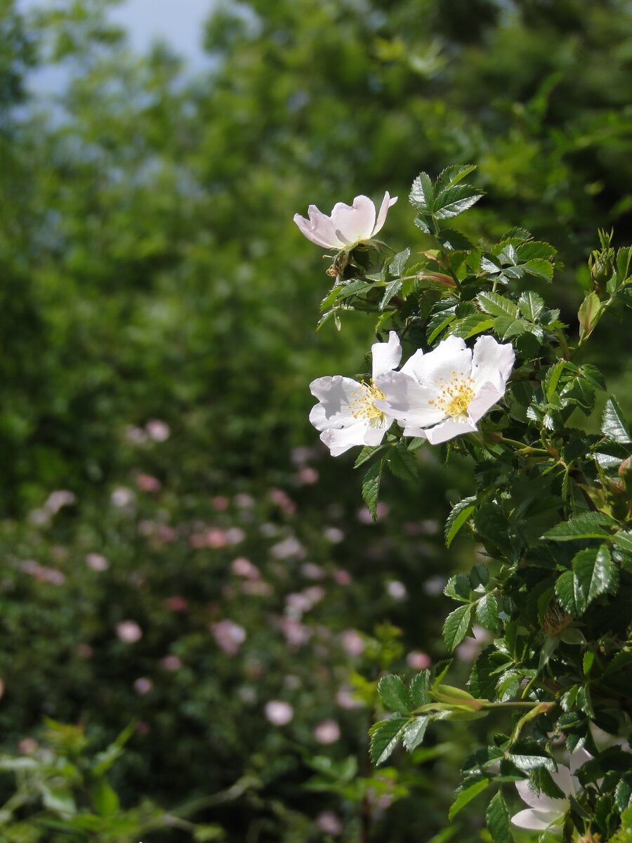 Шиповник цветет в горах Крыма