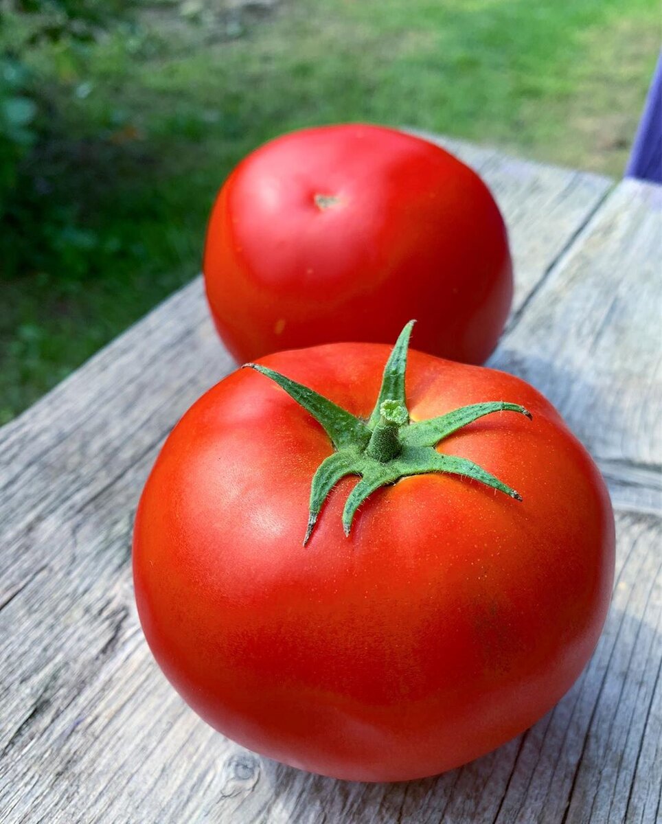 томат грифон f1. подарок томат описание отзывы. томат сорт подарочный. помидоры подарок феи описание сорта. семена томатов фея.