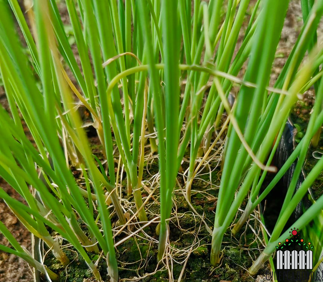 Желтеет лук батун на грядке. Allium strictum. Állium stríctum. Лук регелевский. Acorus Calamus.