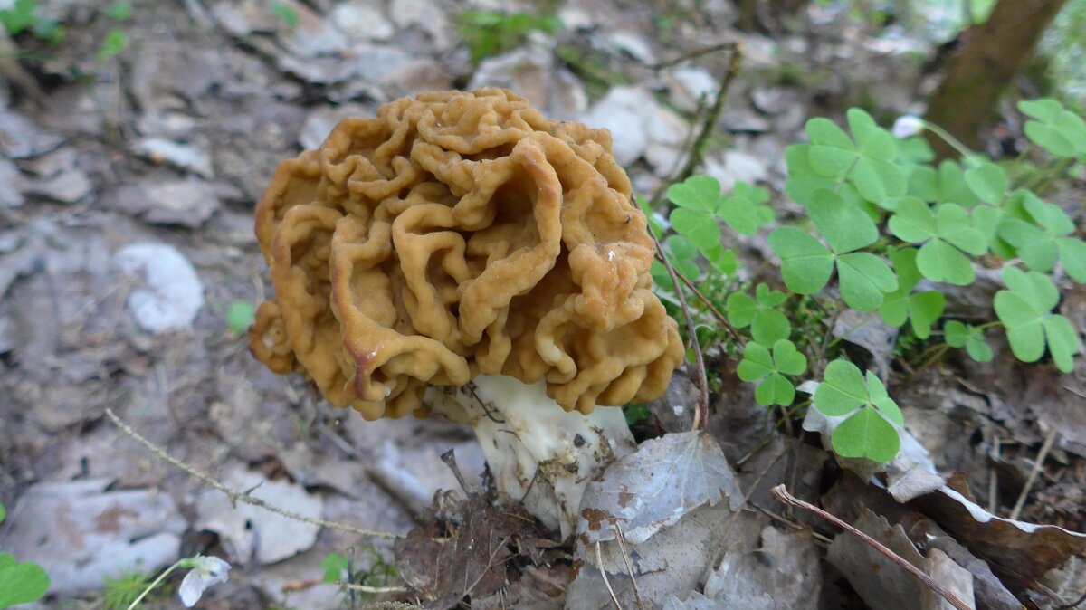 Строчки гигантские