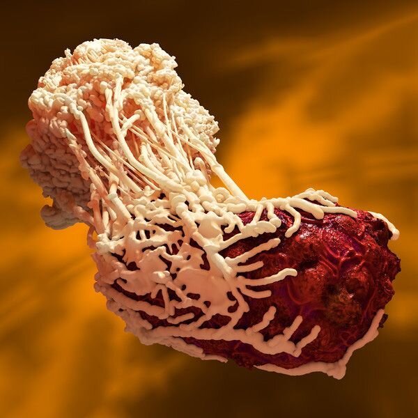 Макрофаг захватывает бактерию