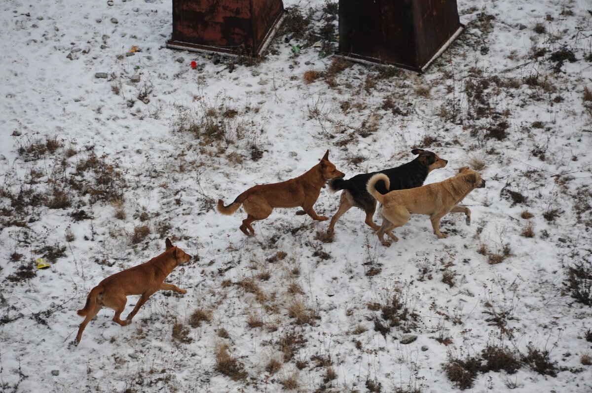Целеустремленно идут по своим делам. На этот раз-мимо дома.