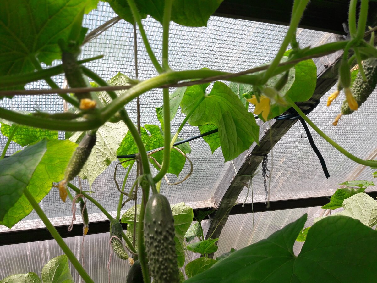 Огурцы Амур F1 в поликарбонатной теплице.