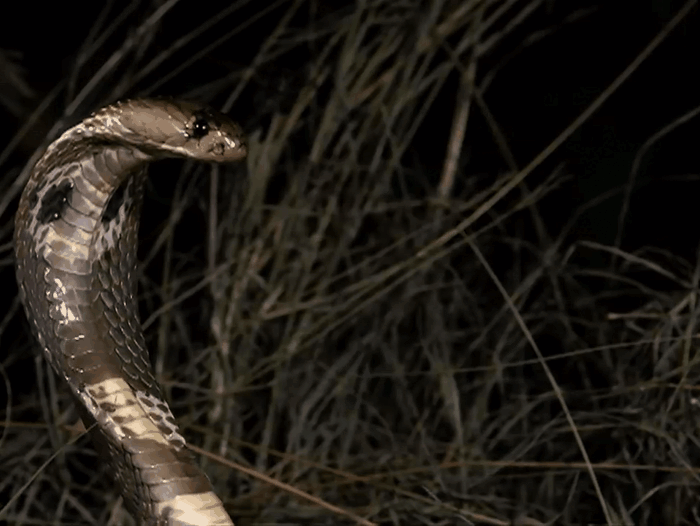 Запугивающий выпад индийской кобры (Источник: youtube.com)