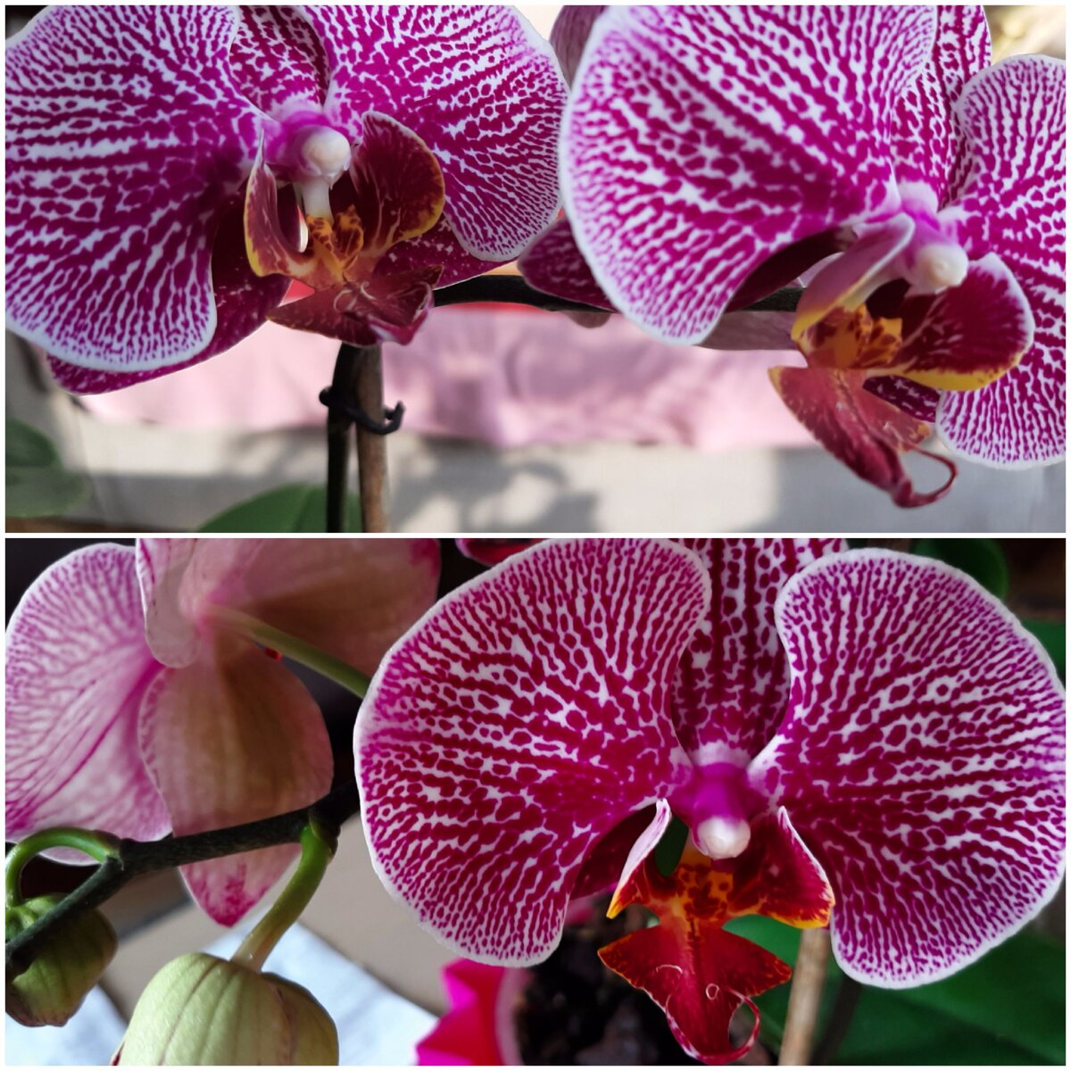 Трудно представить более торжественный цветок, чем орхидея. Она всегда выглядят  по-королевски восхитительно. Фото автора статьи. 