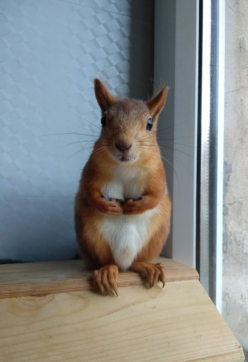 (Фото с прошлого года, сейчас я ещё пока серый)