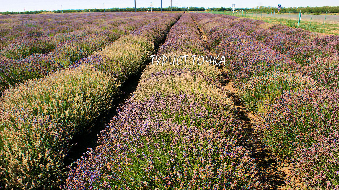 Лавандовое поле в Ростовской области