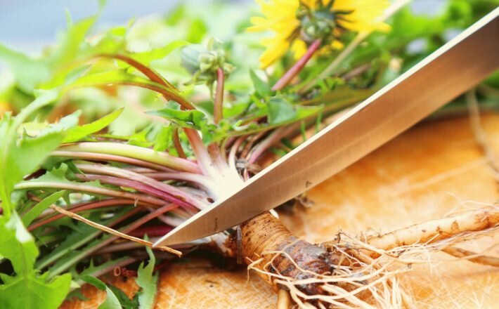 Экстракт корня одуванчика используют в народной медицине и фармакологии