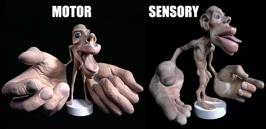 Ушами мы двигать не умеем, но боль мы чувствуем)