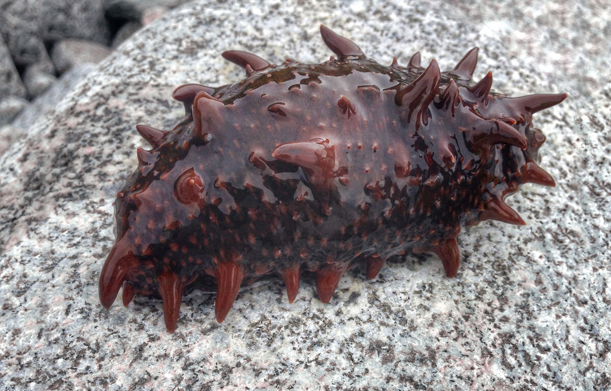 Дальневосточный трепанг. Фото: двкухня.рф