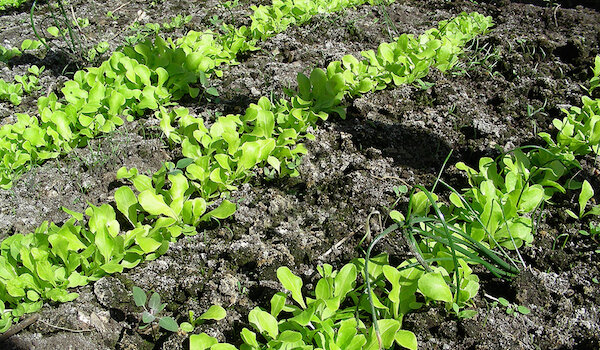 Фото: harvesttotable.com/wp-content/uploads/2009/06/Lettuce-in-rows1.jpg